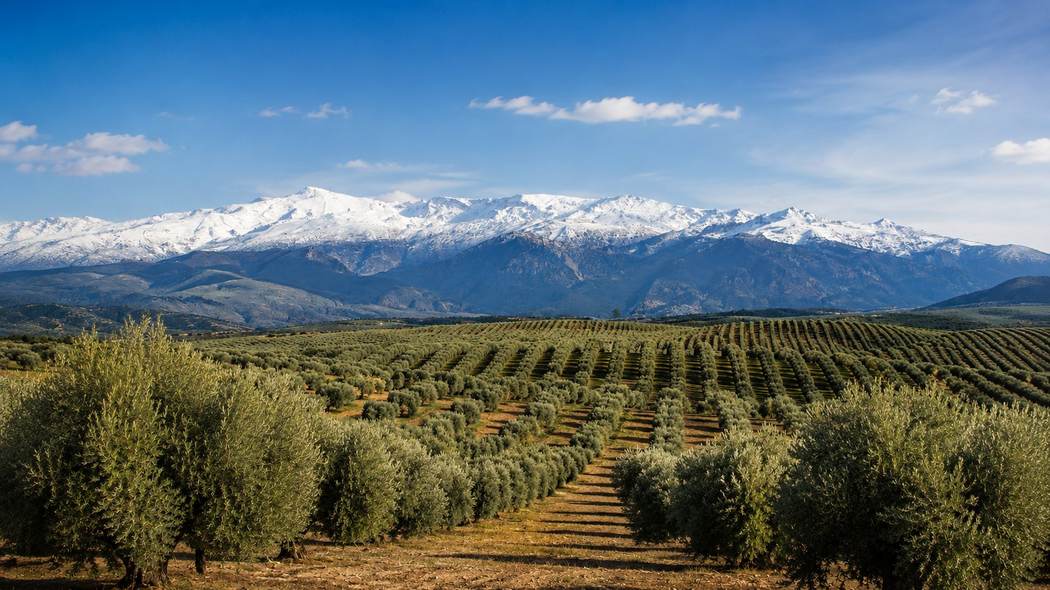 Olivar de Finca Cárdenas con Sierra Nevada nevada al fondo