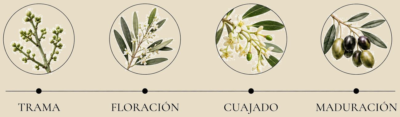 Las cuatro etapas del olivo: trama, floración, cuajado y maduración