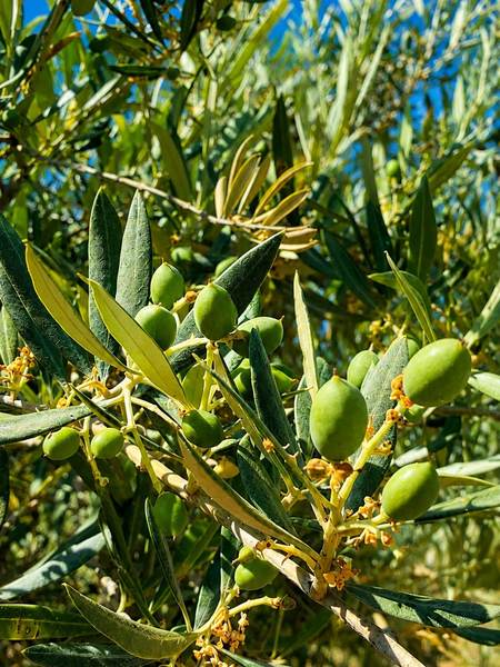 Aceituna en junio
