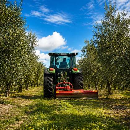 Tractor trabajando entre las filas de olivos