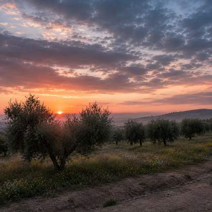 Amanecer entre olivos y flores de primavera