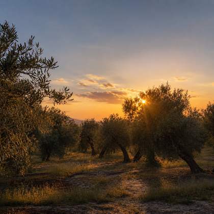 Atardecer entre los olivos