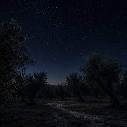 Cielo estrellado sobre el olivar de noche
