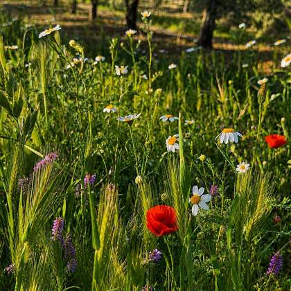 Flores silvestres en el olivar: amapolas y margaritas