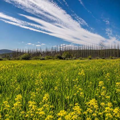 Campo de flores amarillas junto al olivar